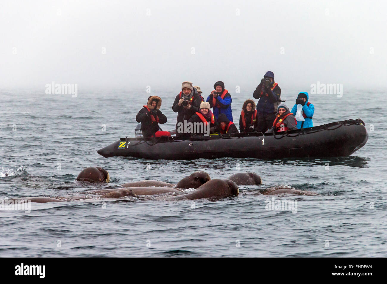 I turisti in barca gonfiabile a guardare e fotografare un gruppo di trichechi (Odobenus rosmarus) nuotare nel mare Artico, Svalbar Foto Stock