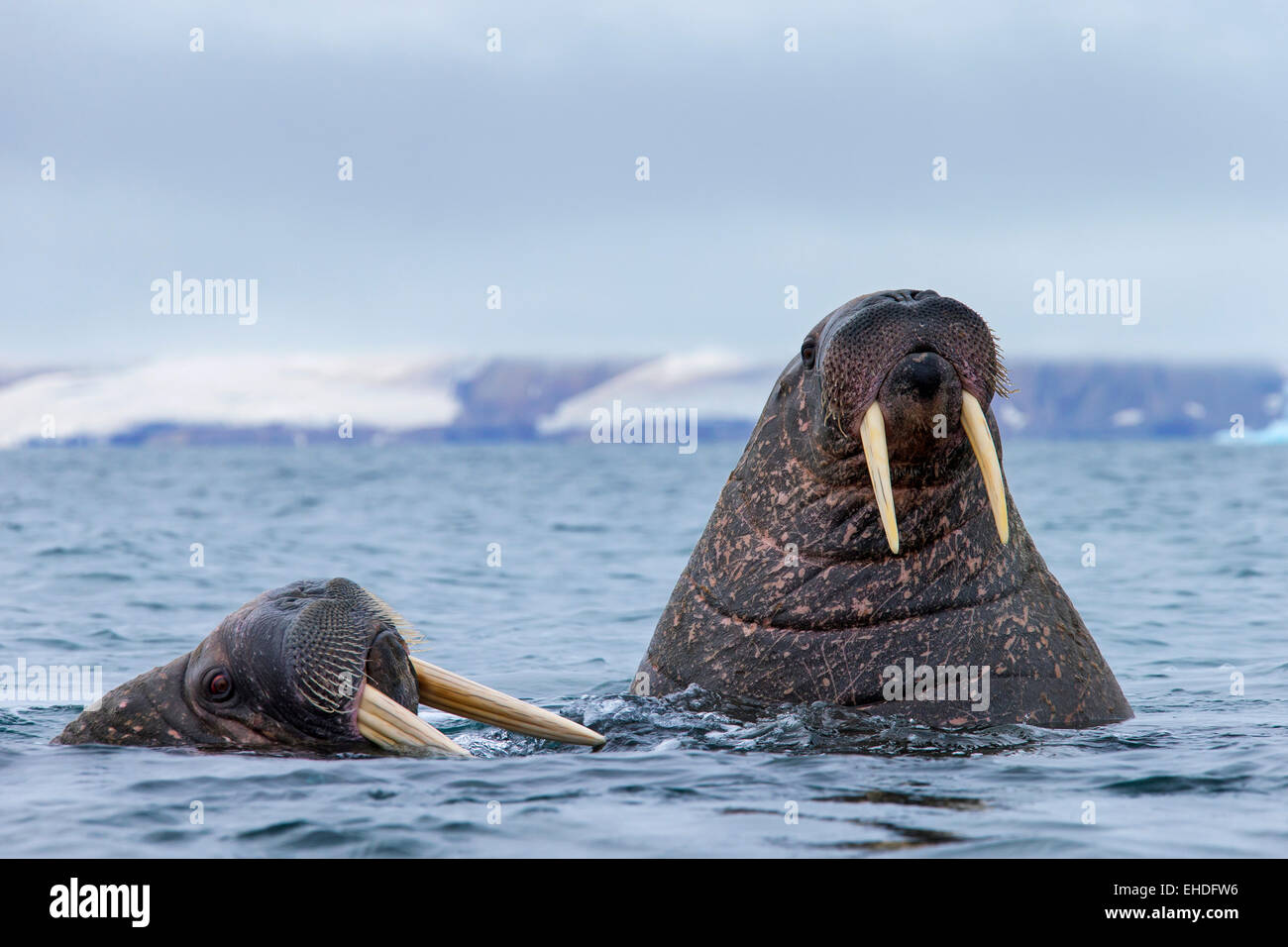 Due trichechi (Odobenus rosmarus) nuotare nel mare Artico, Svalbard, Norvegia Foto Stock