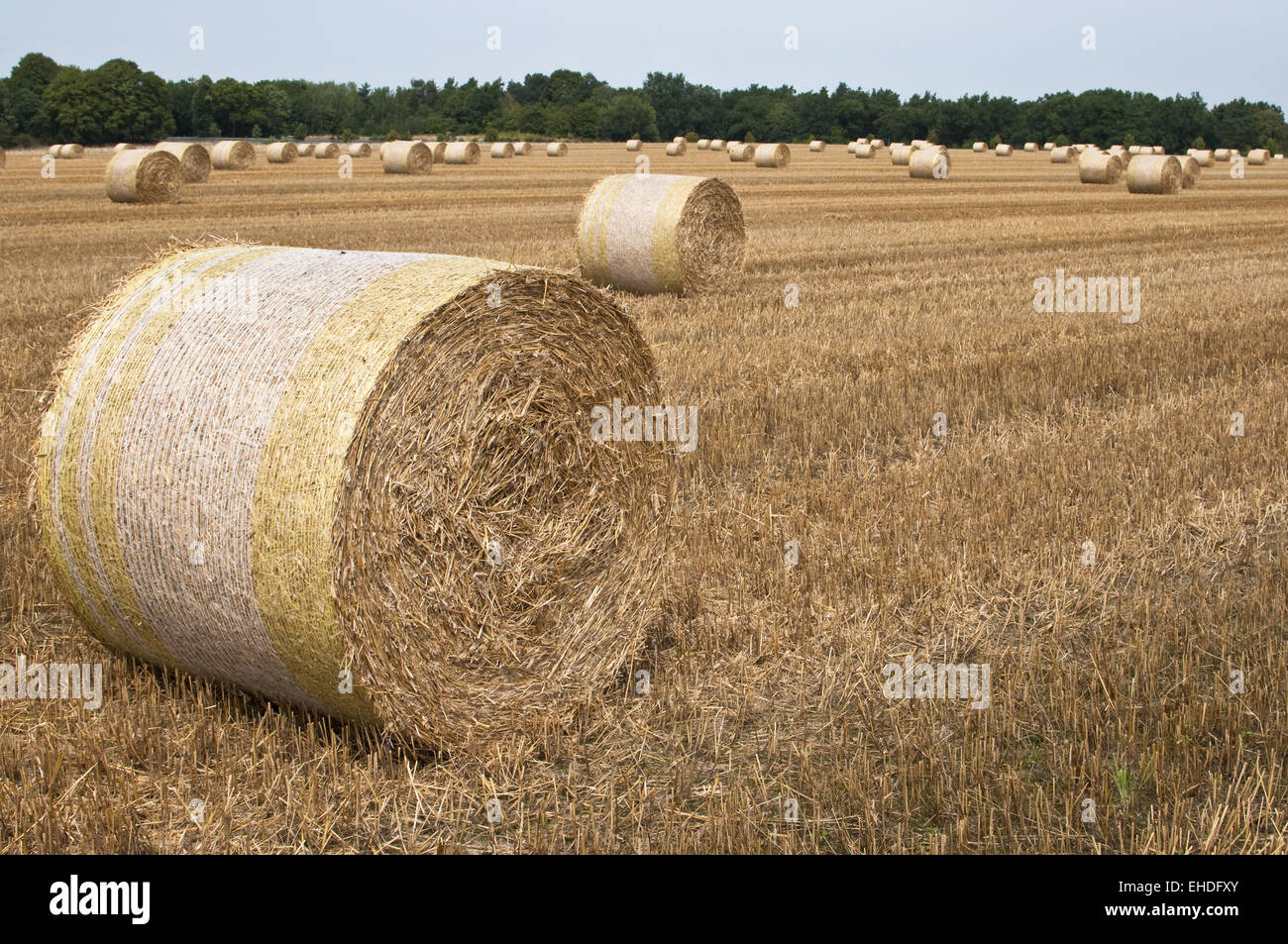 Campo di cereale Foto Stock