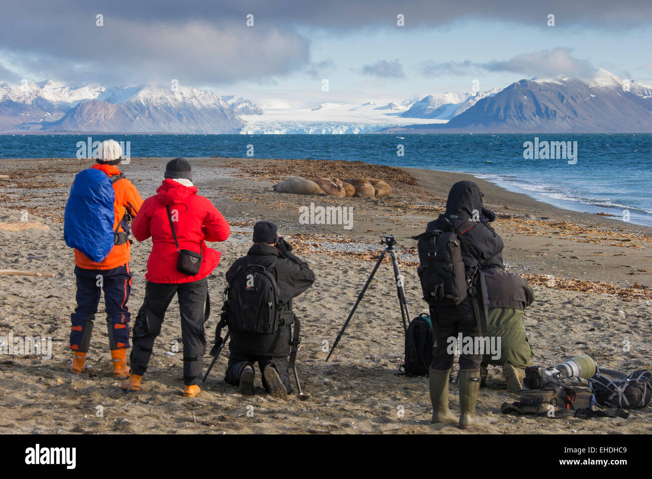 I turisti fotografare un gruppo di trichechi (Odobenus rosmarus) sulla spiaggia lungo l'Oceano Artico costa, isole Svalbard, Norvegia Foto Stock