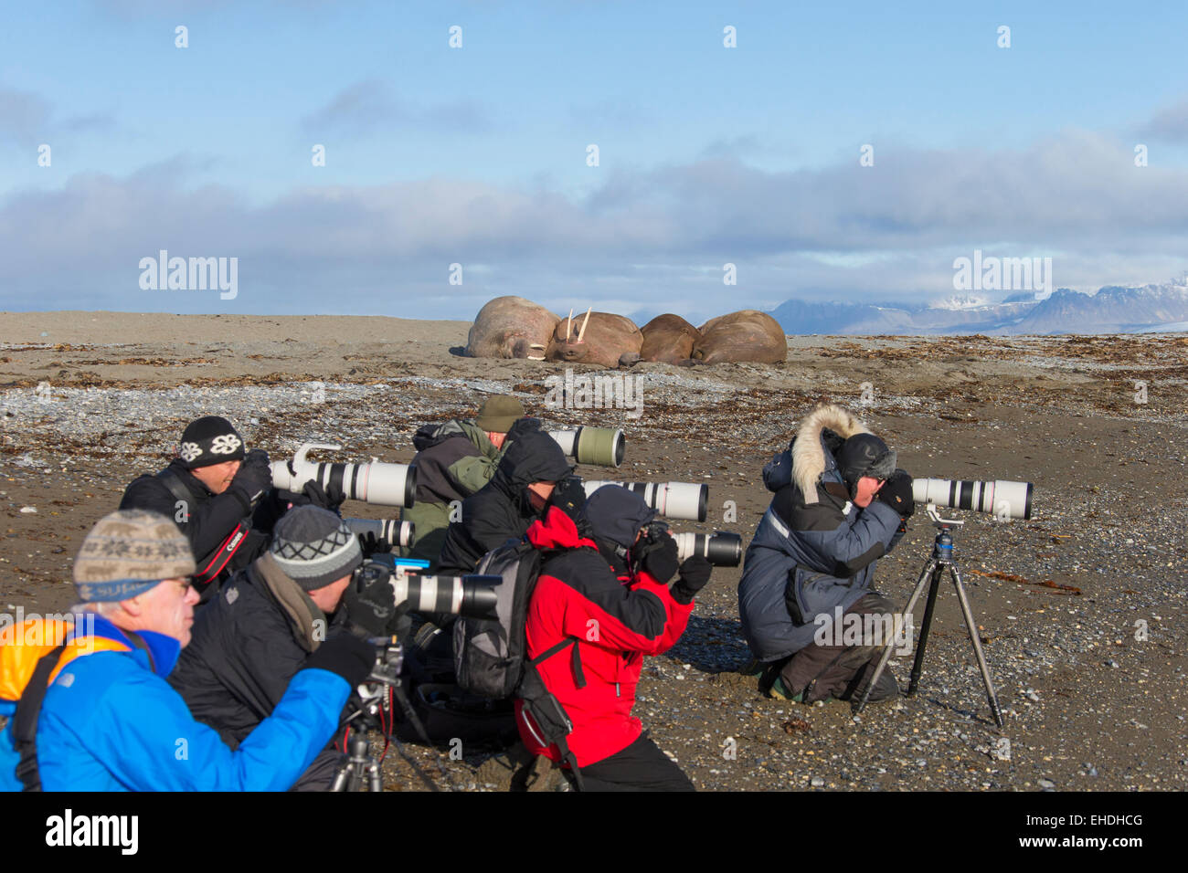 I turisti fotografare un gruppo di trichechi (Odobenus rosmarus) sulla spiaggia lungo l'Oceano Artico costa, isole Svalbard, Norvegia Foto Stock