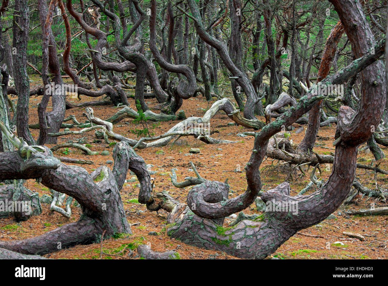 Ventoso di pino silvestre alberi con forme contorte in Trollskogen / foresta incantata / troll foresta, Öland / Oeland, Svezia Foto Stock