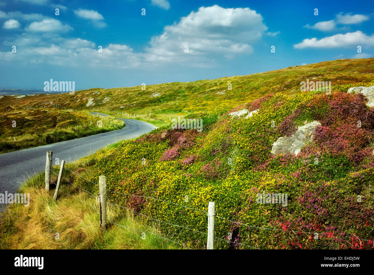 Road e la recinzione con fiori selvaggi. Sky Loop Road. Clifden, Irlanda Foto Stock