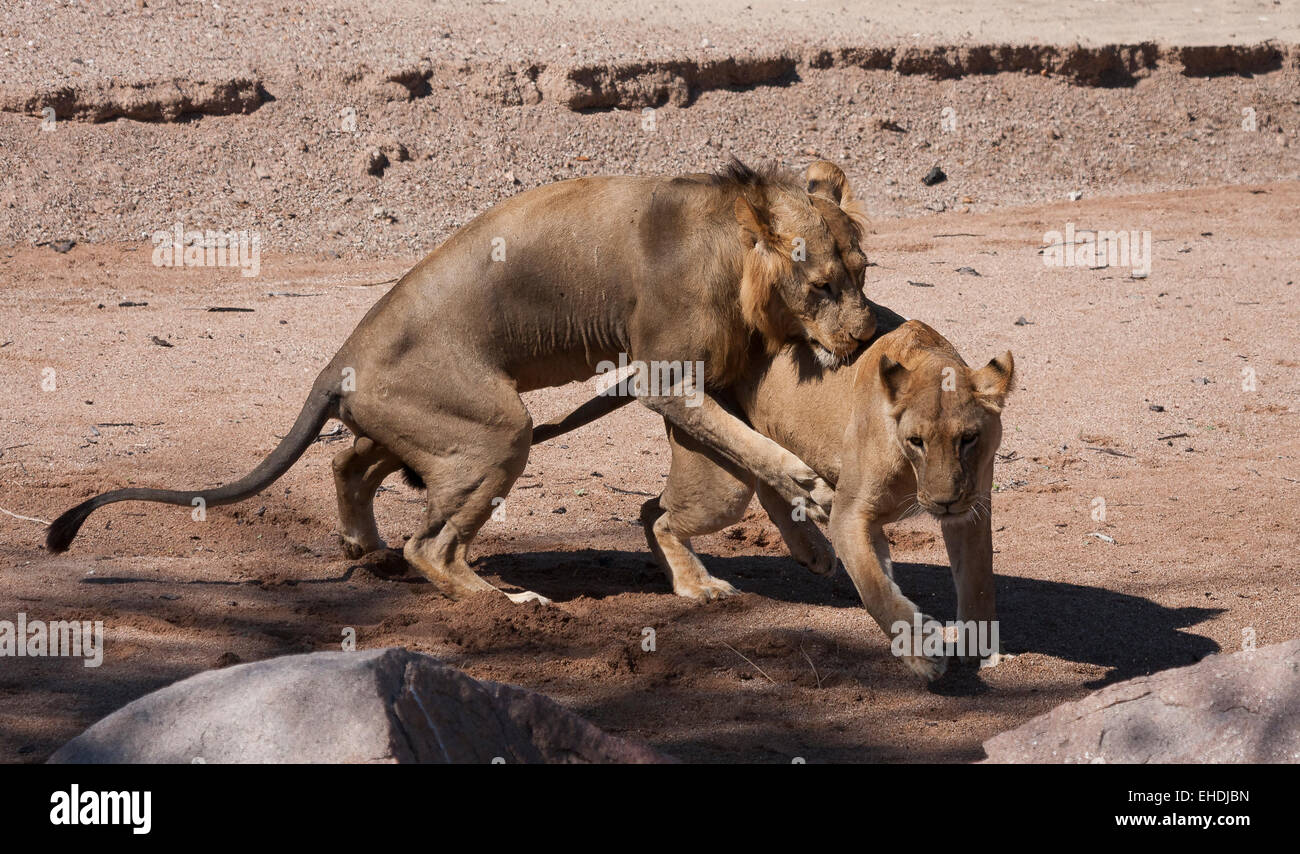 I Lions di accoppiamento in un alveo asciutto, Foto Stock