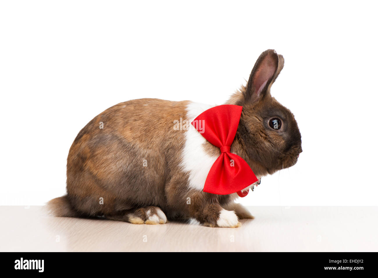 Brown bunny indossando un fiocco rosso tirante Foto Stock