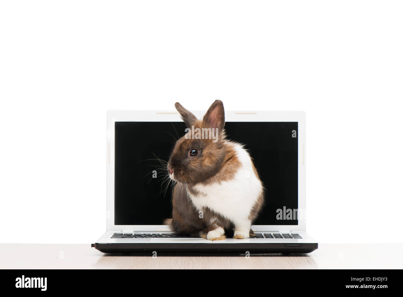 Brown bunny seduto sul computer portatile Foto Stock