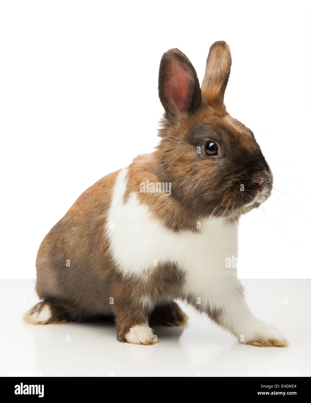 Brown bunny è isolato su bianco Foto Stock
