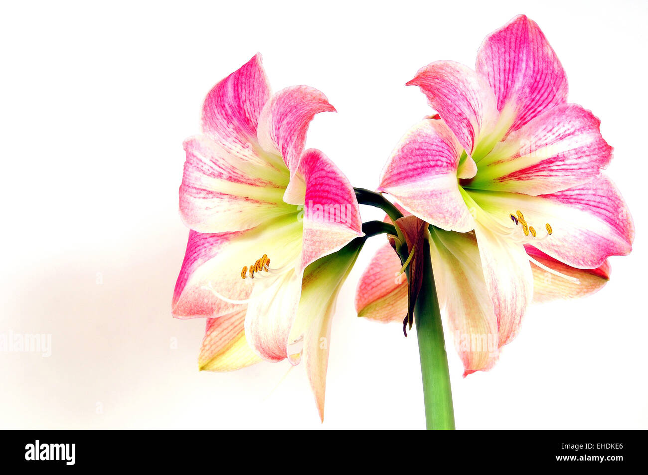 La molla dei POT del fiore Amaryllis Foto Stock