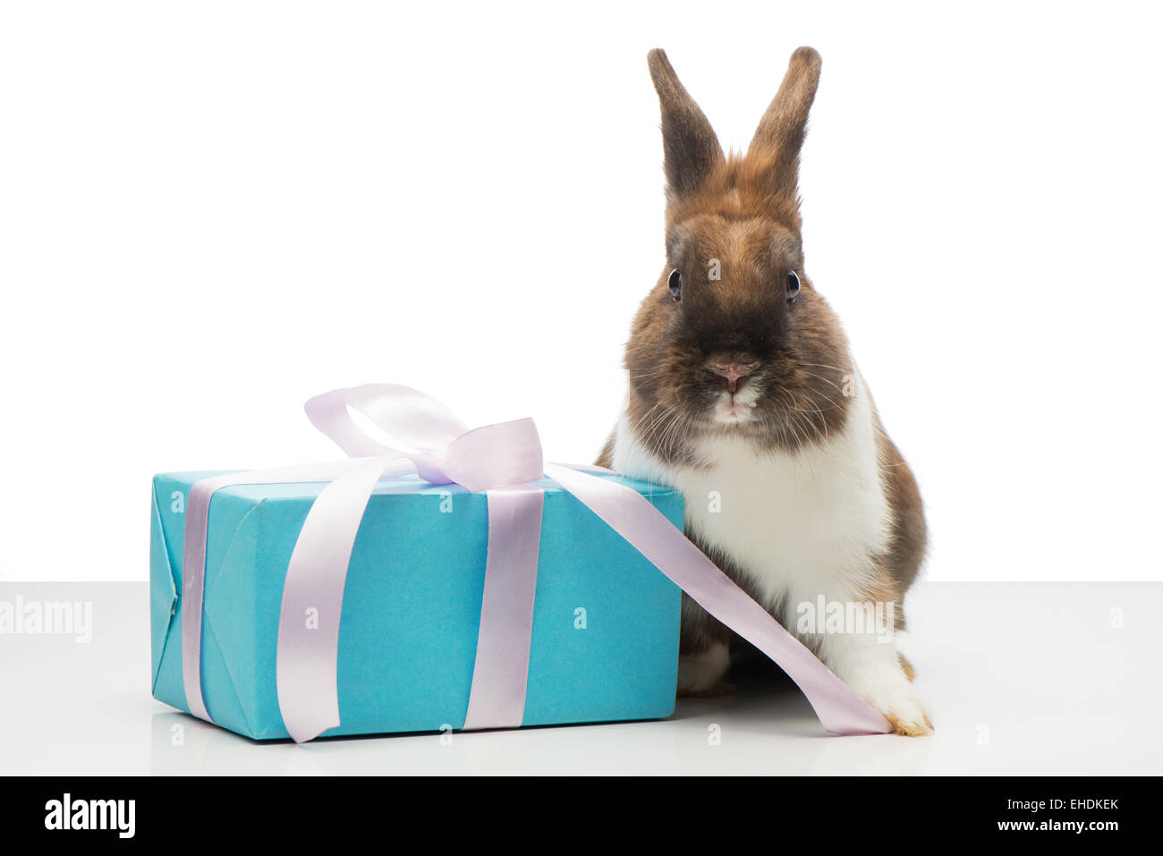 Brown bunny è vicino a blue box presente Foto Stock