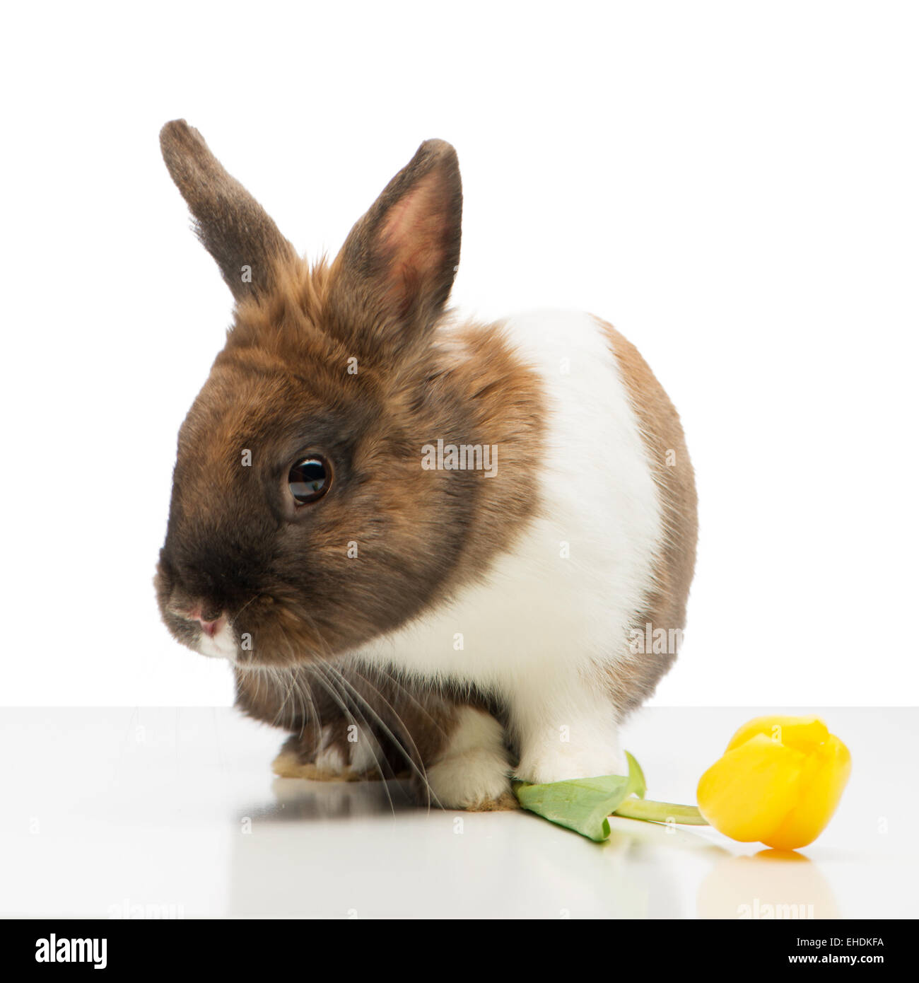 Simpatico coniglietto è vicino a tulipano giallo Foto Stock