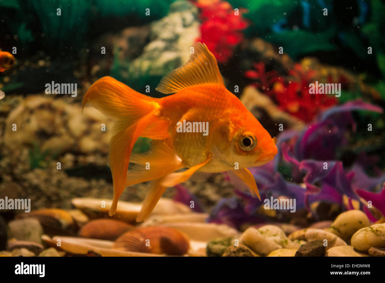 Pesci Rossi in un acquario interno Foto Stock