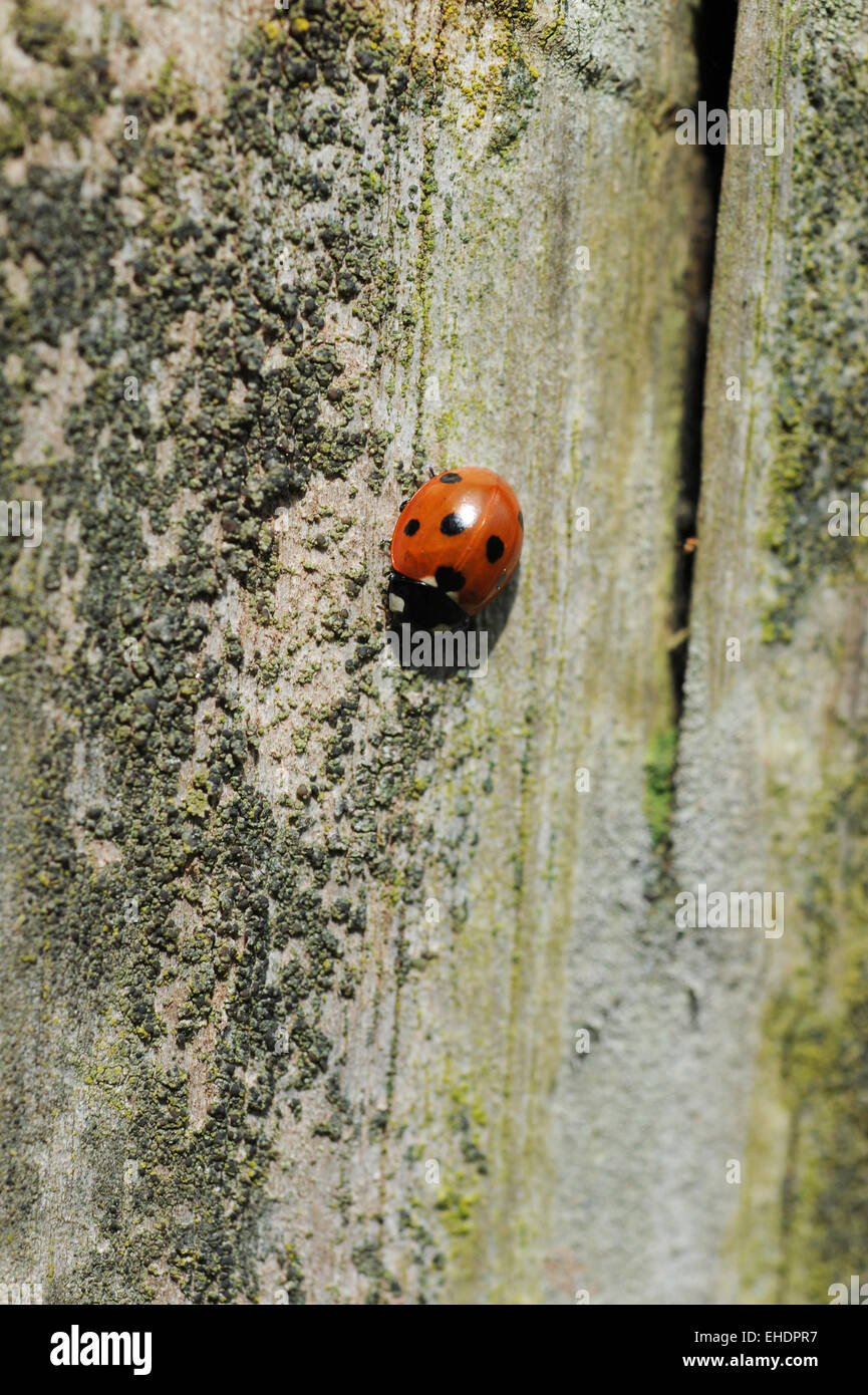 Coccinella sulla corteccia di albero. Foto Stock