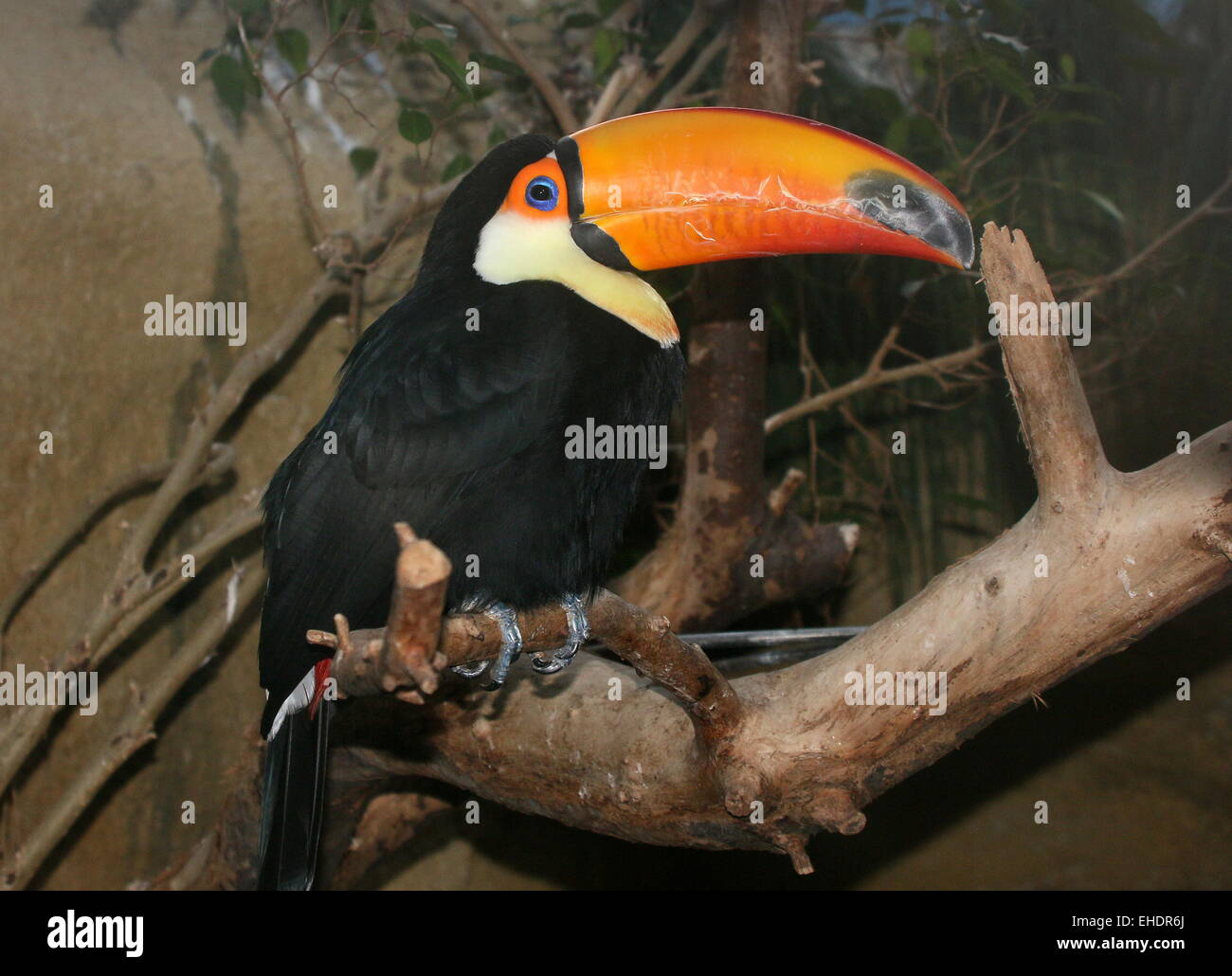 Comune o il trasduttore Toco Toucan (Ramphastos toco) originario del Sud America, captive bird a Rotterdam Blijdorp Zoo,i Paesi Bassi Foto Stock