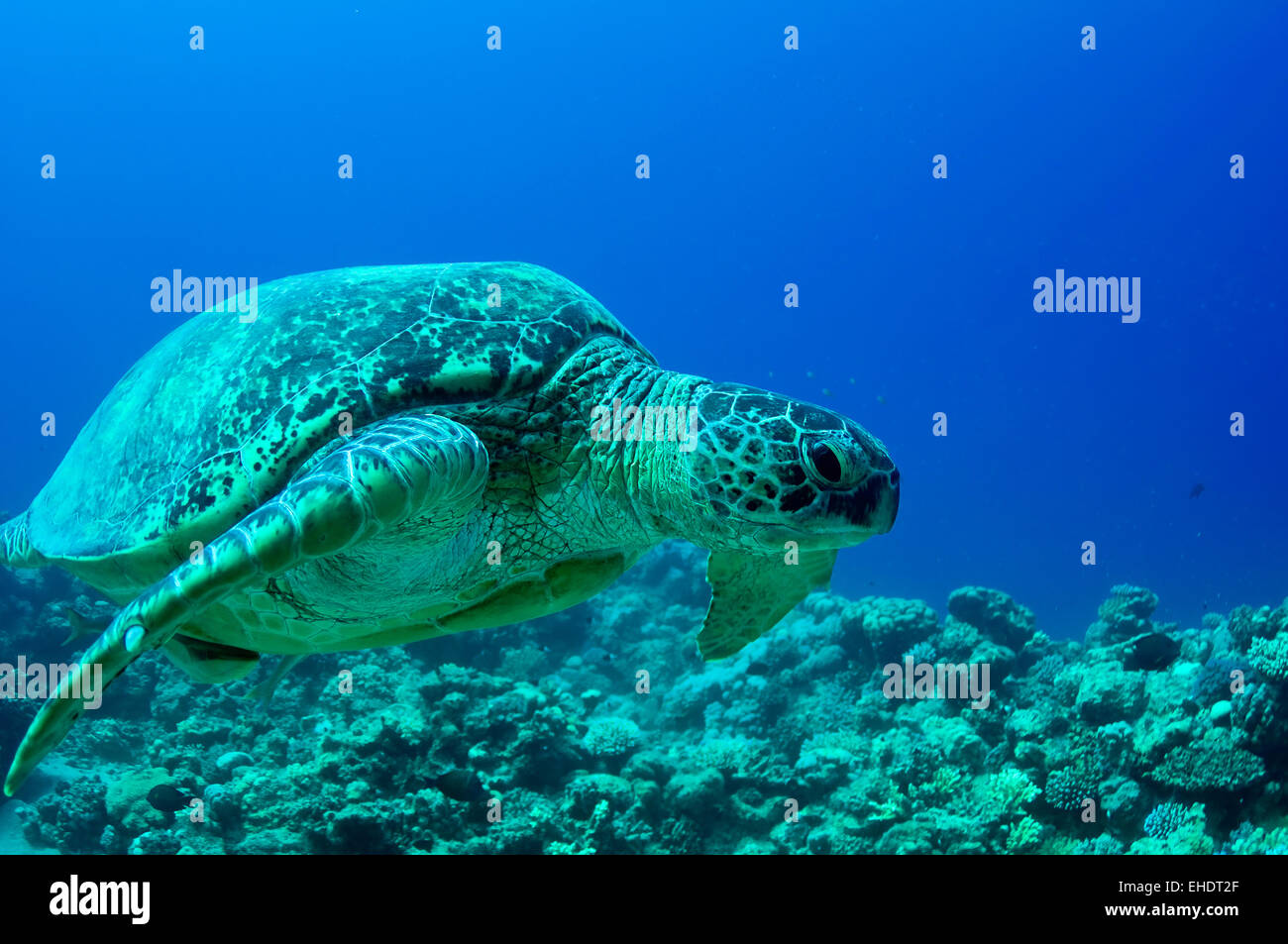 Mare tartaruga verde Foto Stock