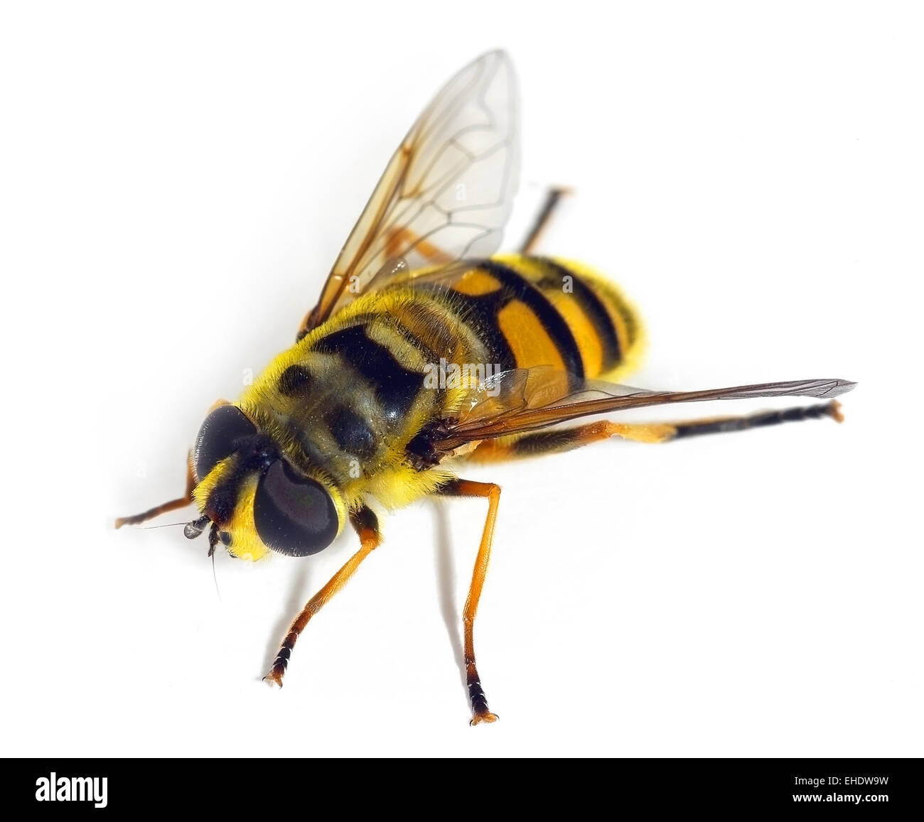 Hover fly Myatropa florea, somigliante ad un'ape Foto Stock