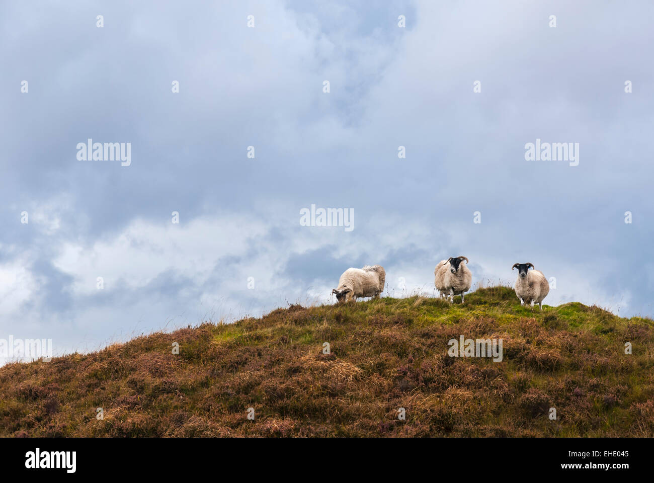 Tre Scottish Blackface pecore, Ovis aries, su un heather clad hilltop Foto Stock