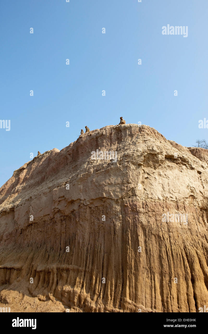 Le scimmie seduto sulla sommità della sabbia insolite formazioni rocciose in Morni sulle colline vicino a Chandigarh in Punjab India Foto Stock