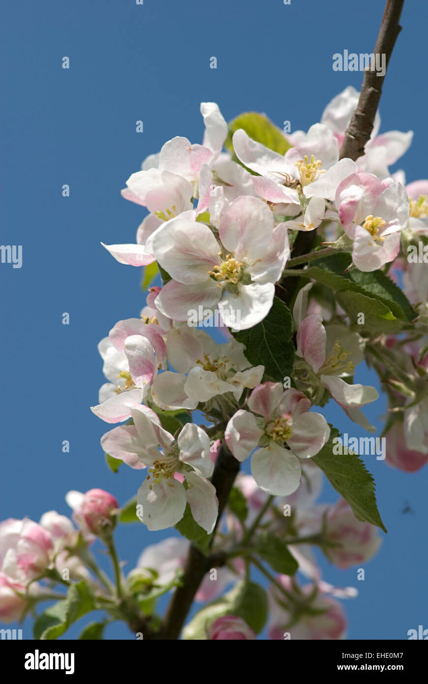 Apple Blossom blue sky Foto Stock