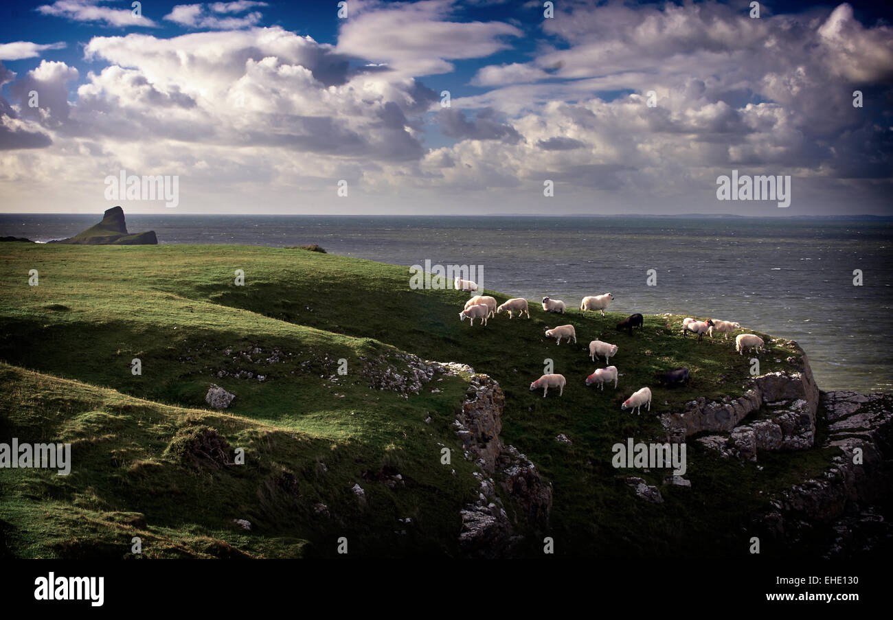 Gower Galles worm promontorio di testa il pascolo ovino sul bordo sulla scogliera che guarda sul mare blu cielo con soffici nuvole bianche Foto Stock