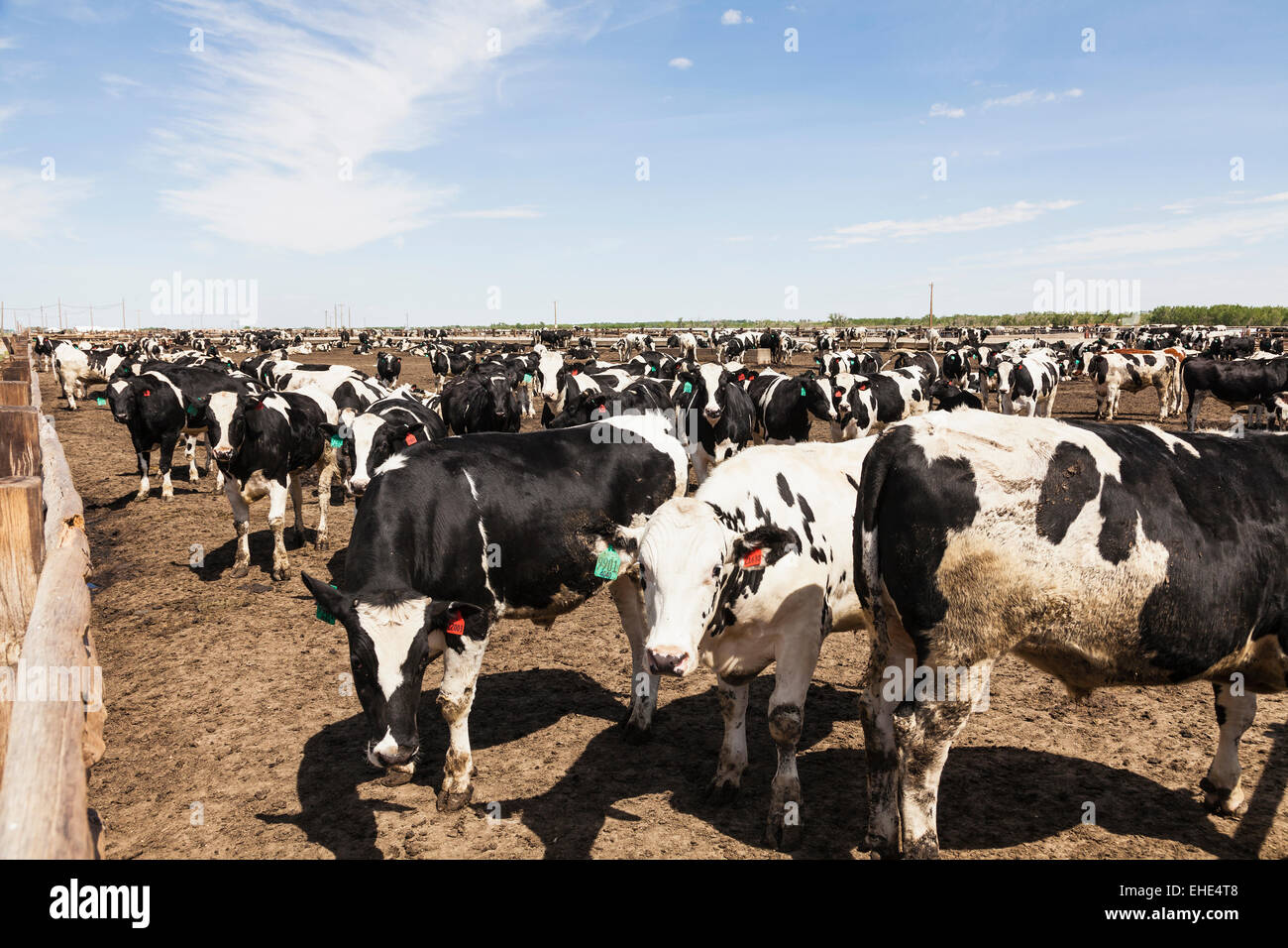 Holstein manzi su feedlot per ingrassare prima di essere inviati al macello per l'eventuale vendita ai mercati. La Junta, CO Foto Stock