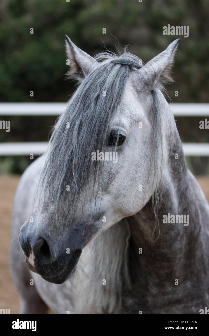 Ritratto di un cavallo grigio Foto Stock