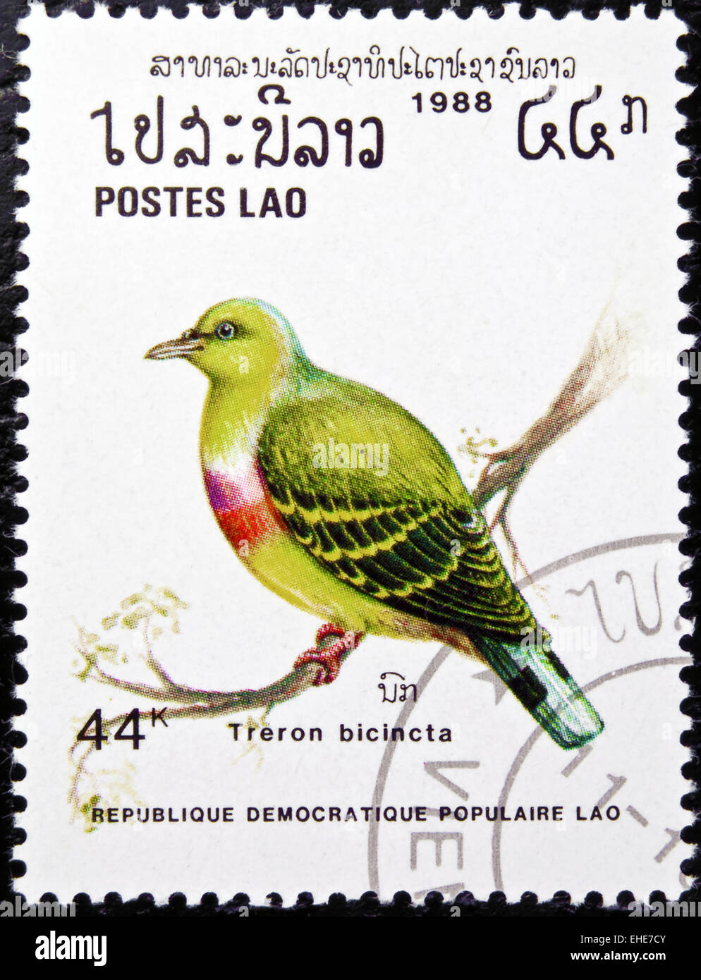 Treron Bicincta bird timbro. Foto Stock