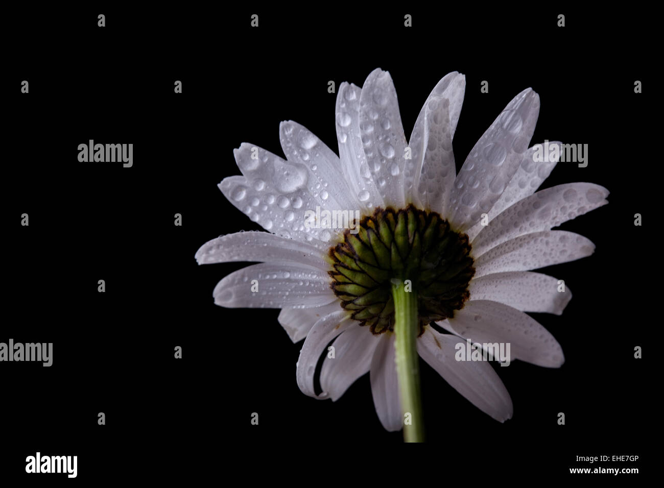 Gänseblümchen mit Wassertropfen Foto Stock