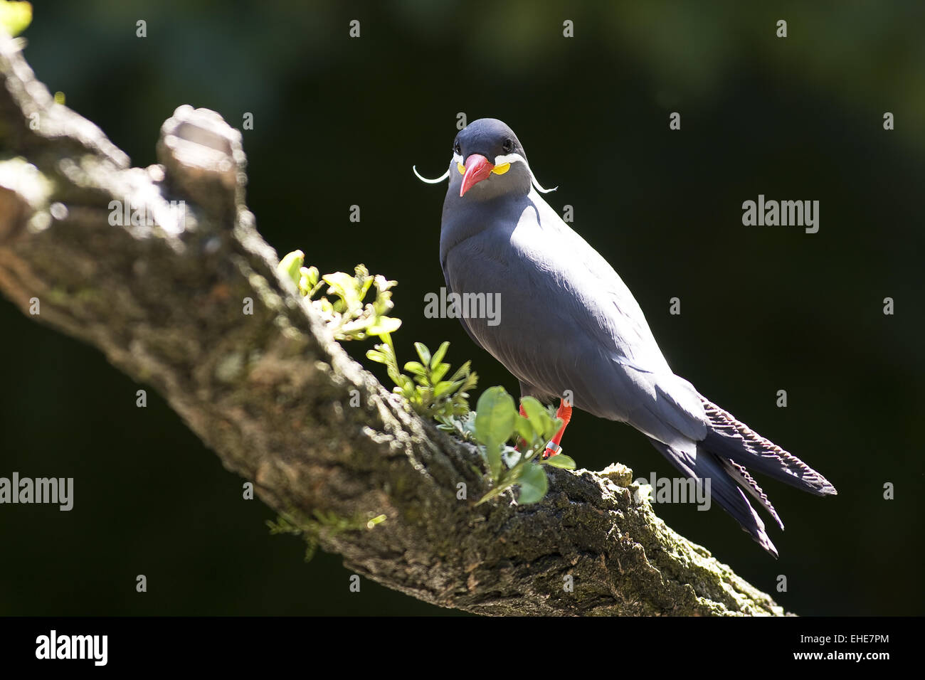 Ara Giacinto (Larosterna inca) Foto Stock