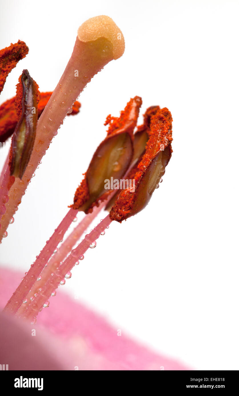 Rosa Lilien mit Wassertropfen Foto Stock