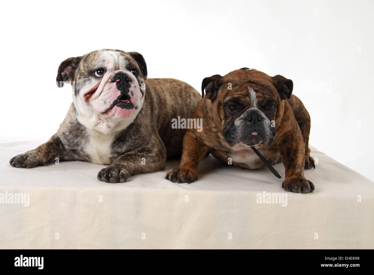 Due Bulldog inglese Foto Stock