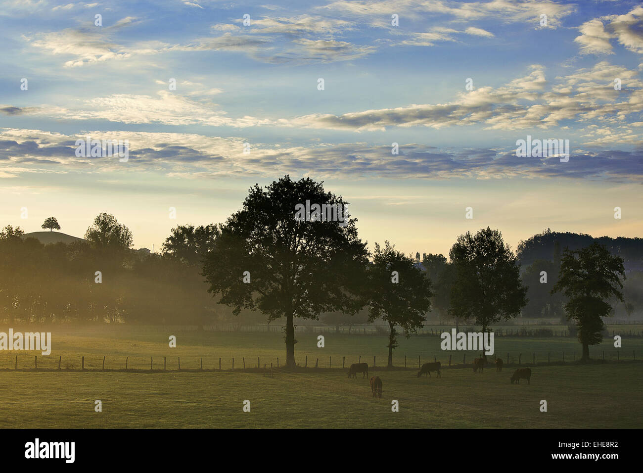 Nebbia di mattina, Maurs, Auvergne, Francia Foto Stock