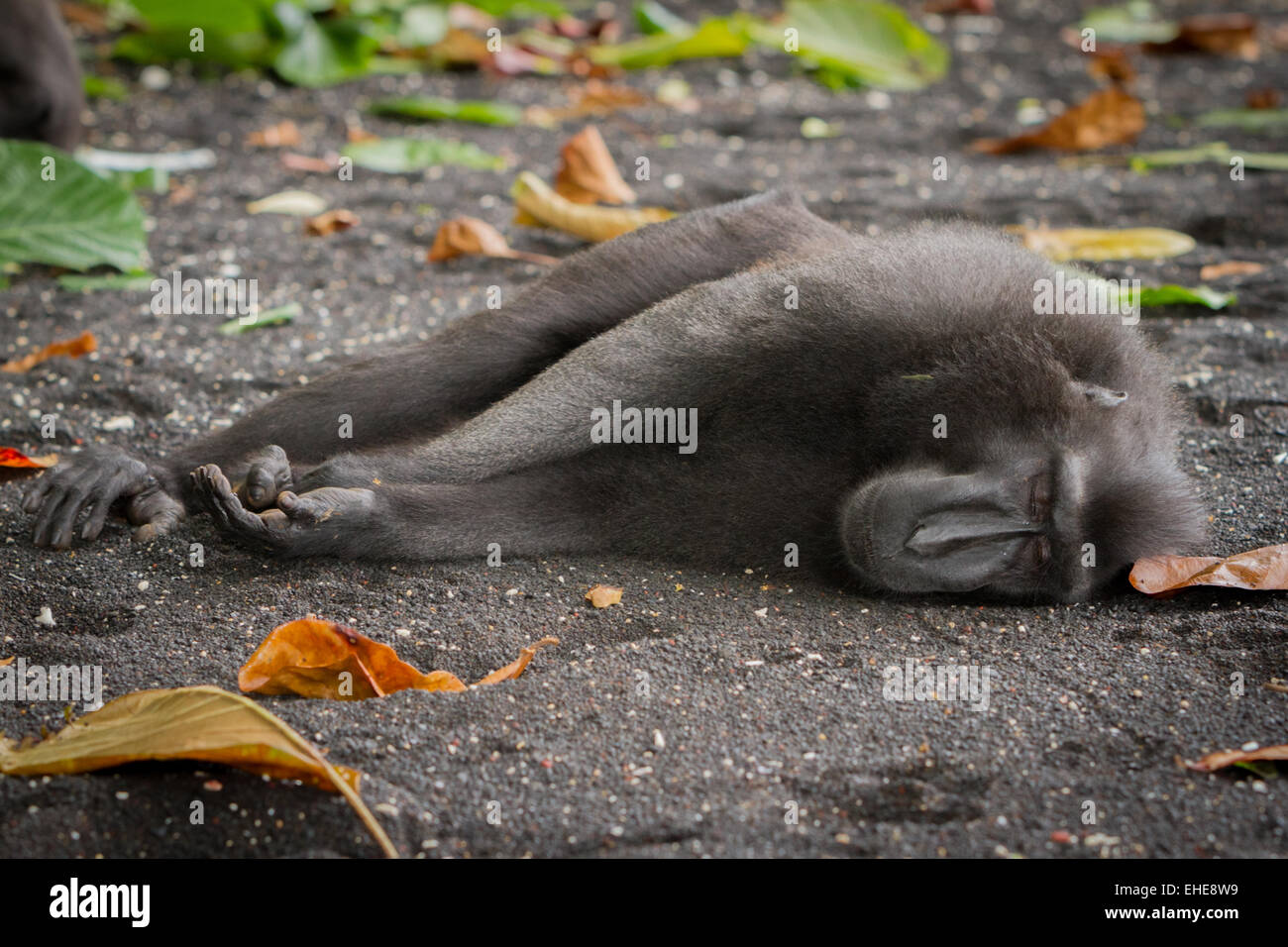 Macaco crestato nero Sulawesi (Macaca nigra) facendo un pisolino sulla spiaggia di Tangkoko, Sulawesi Nord, Indonesia. Foto Stock
