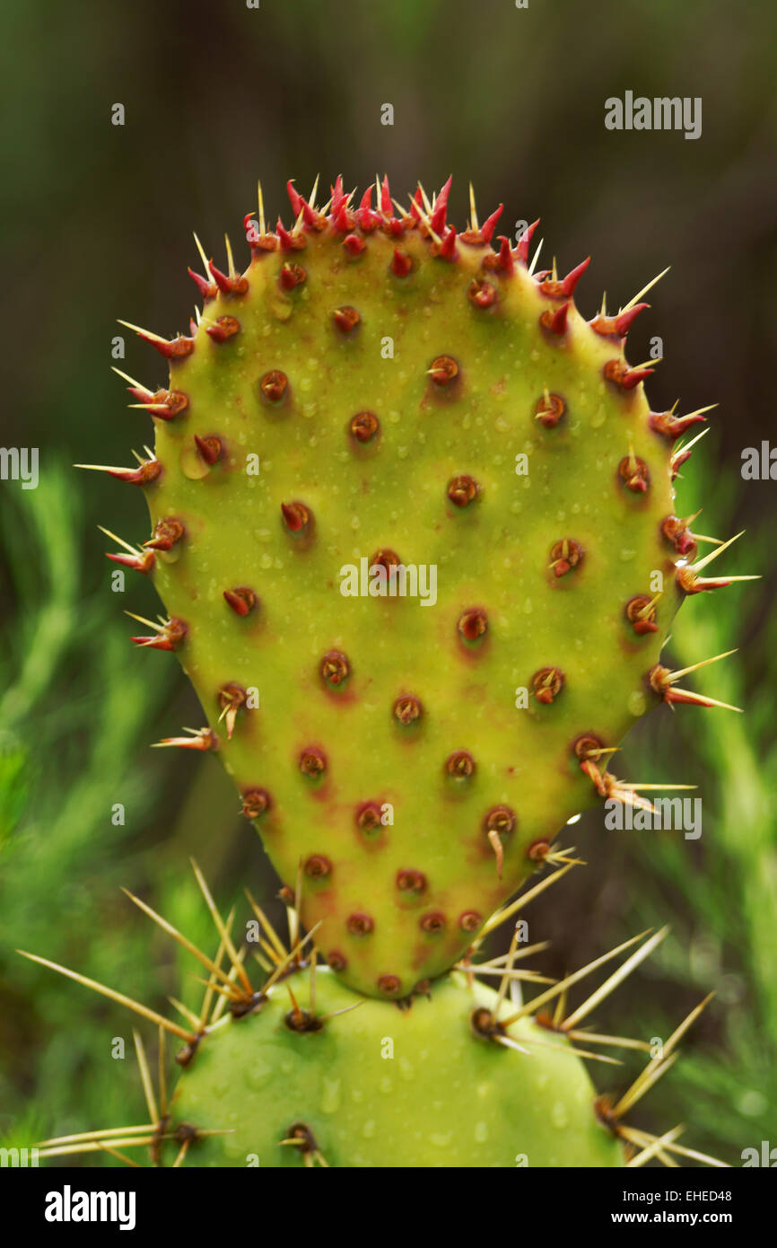 Cactus foglia di fico d'India Foto Stock