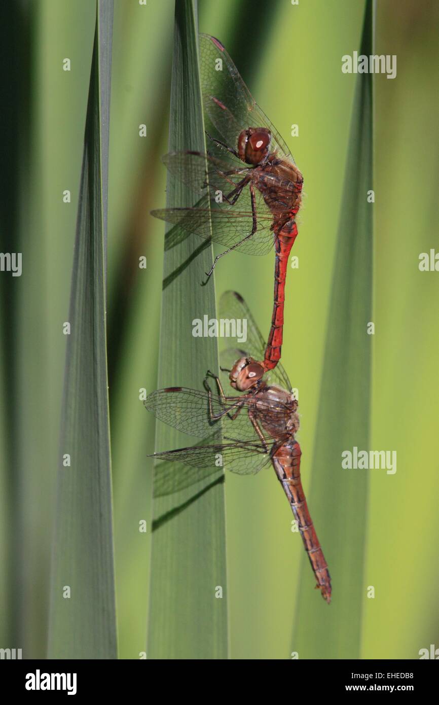 Mustached darter Foto Stock