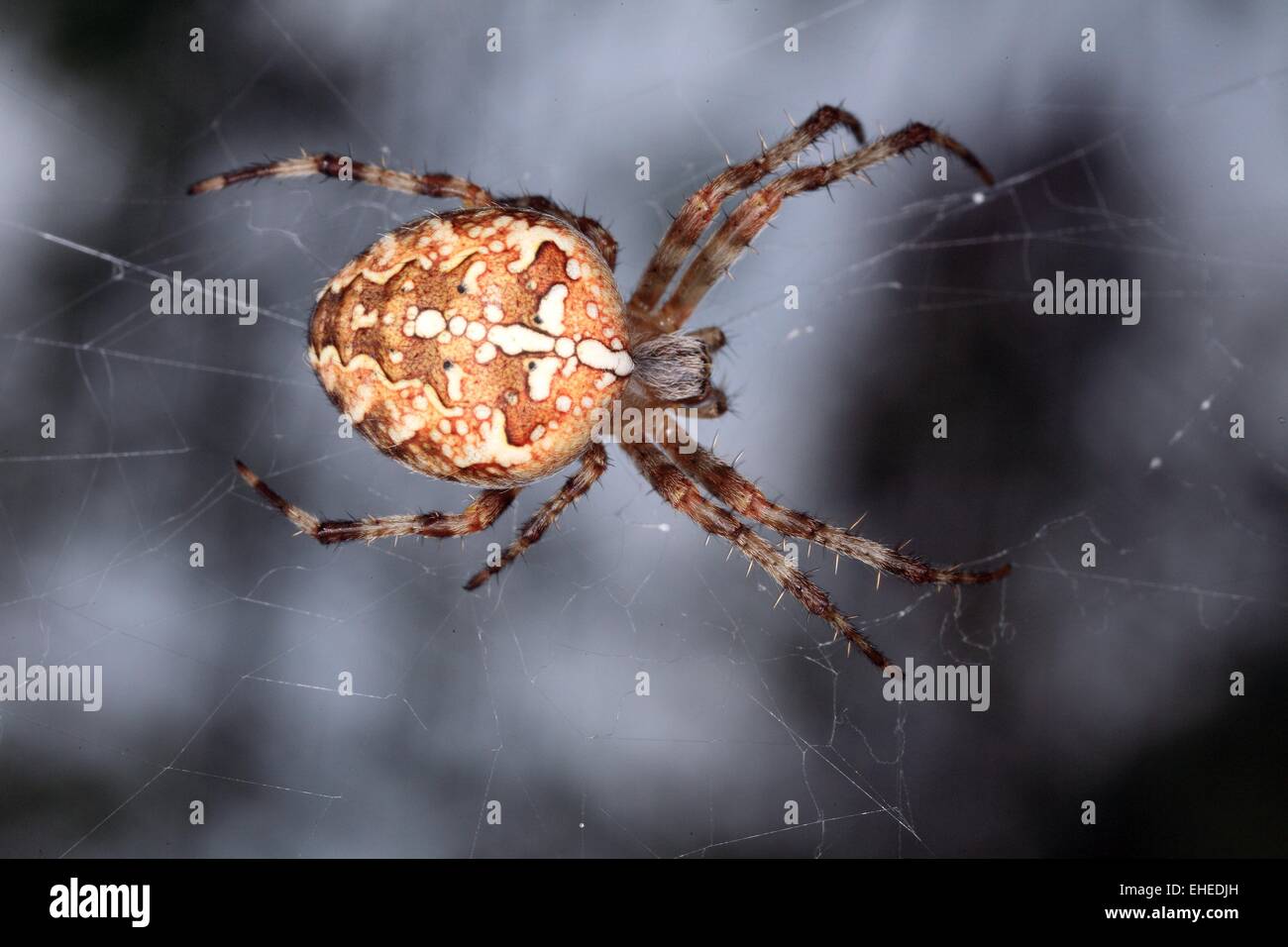 Attraversare il Orbweaver Foto Stock