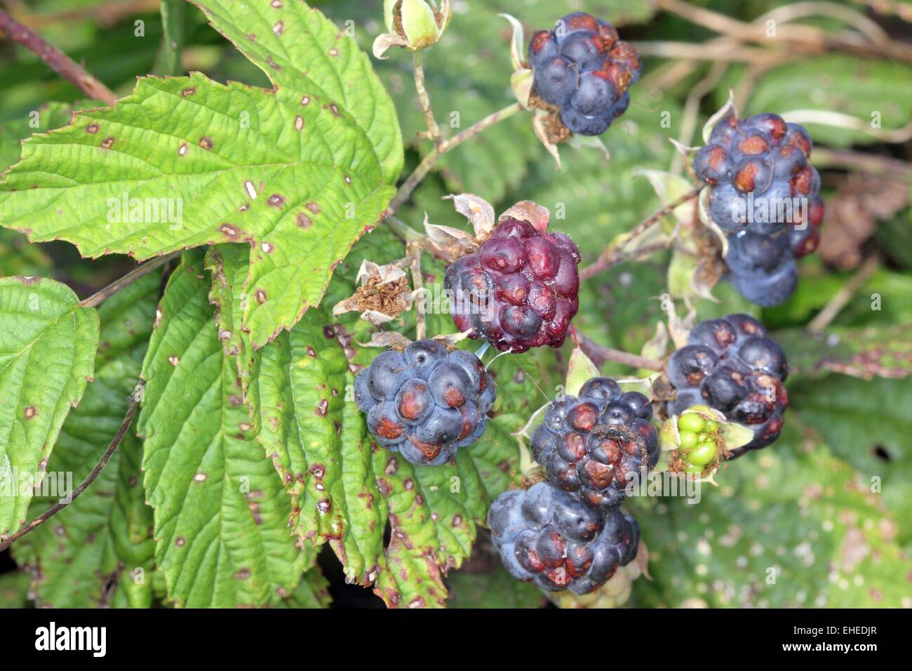 Dewberry europea Foto Stock