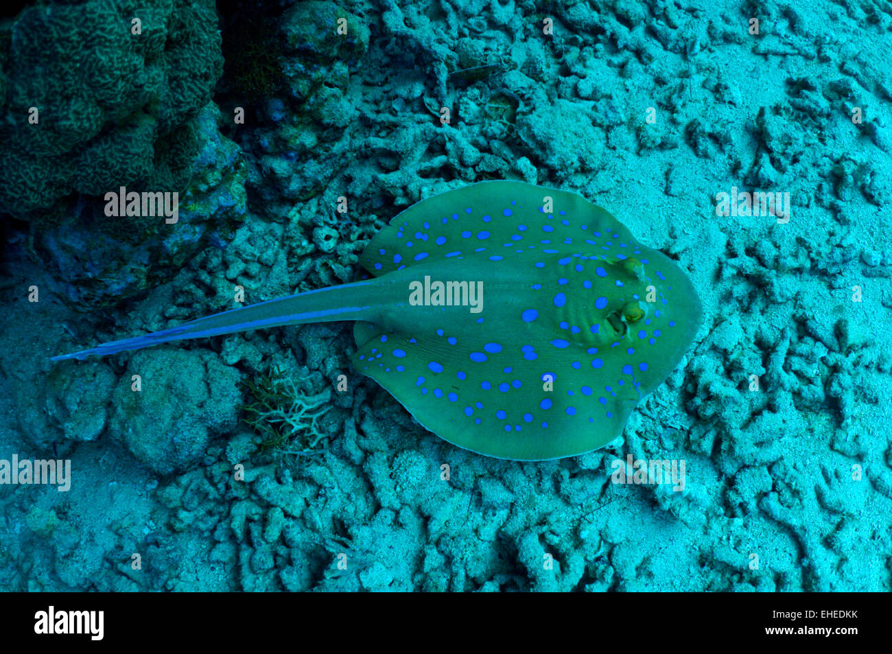 Coral reef. Blue Spotted stingray Foto Stock