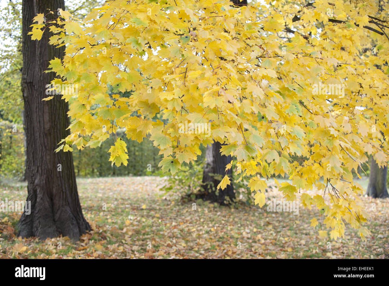 Foglie colorate in autunno Foto Stock