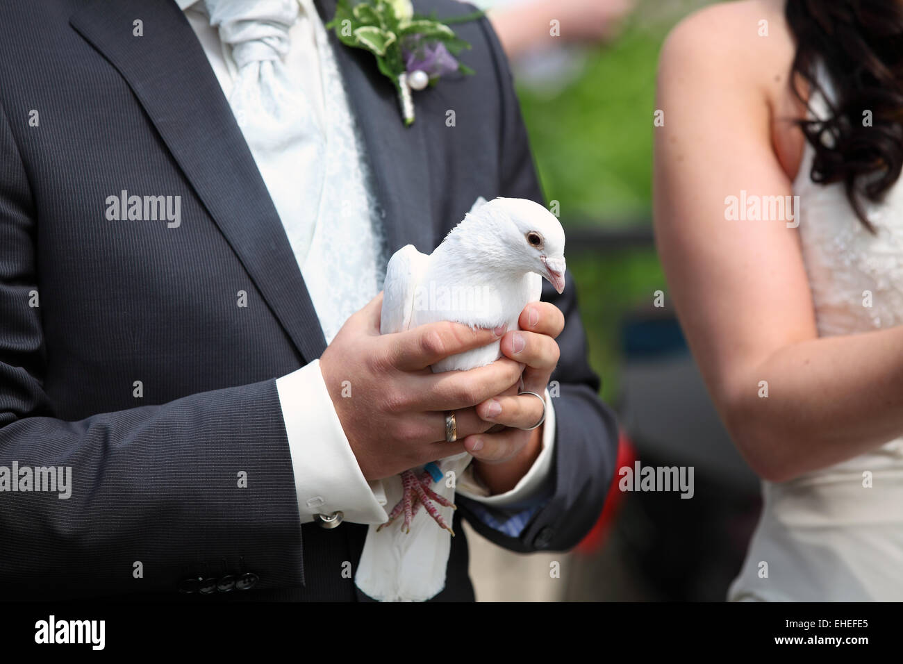 Lo Sposo con una colomba bianca in mano Foto Stock