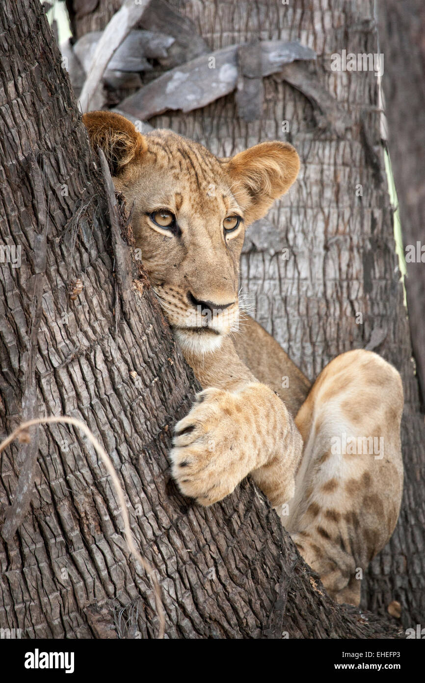 Carino Lion cub appoggiata alla base di un albero di palma Foto Stock
