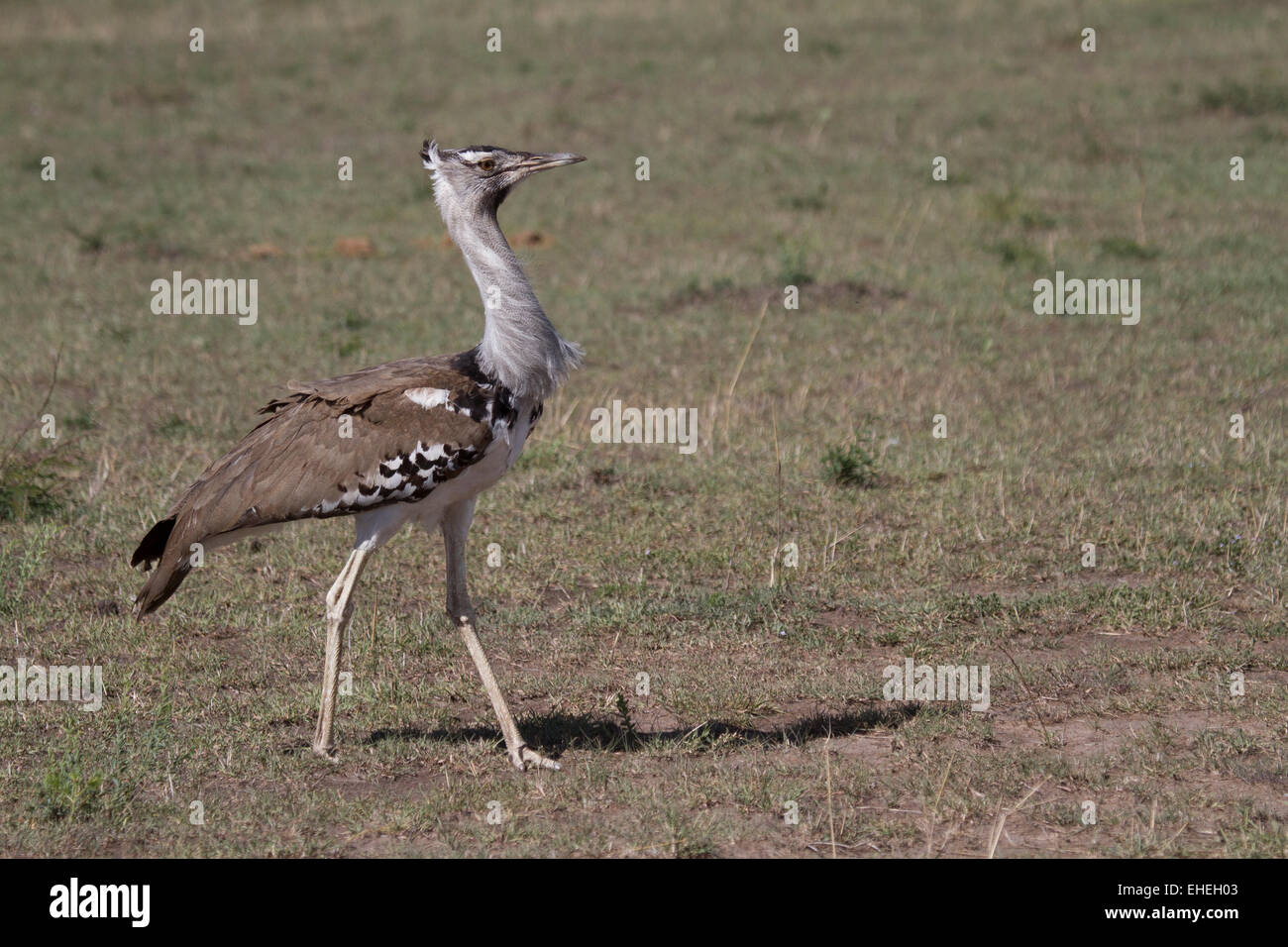 Kori bustard (Ardeotis kori) Foto Stock