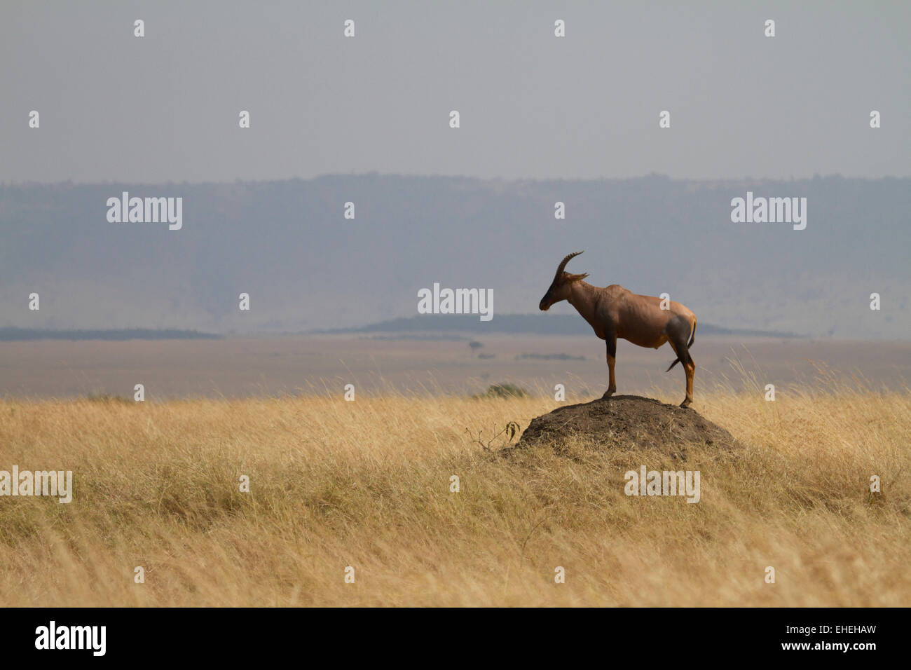 Topi (Damaliscus korrigum) in piedi su un tumulo termite Foto Stock