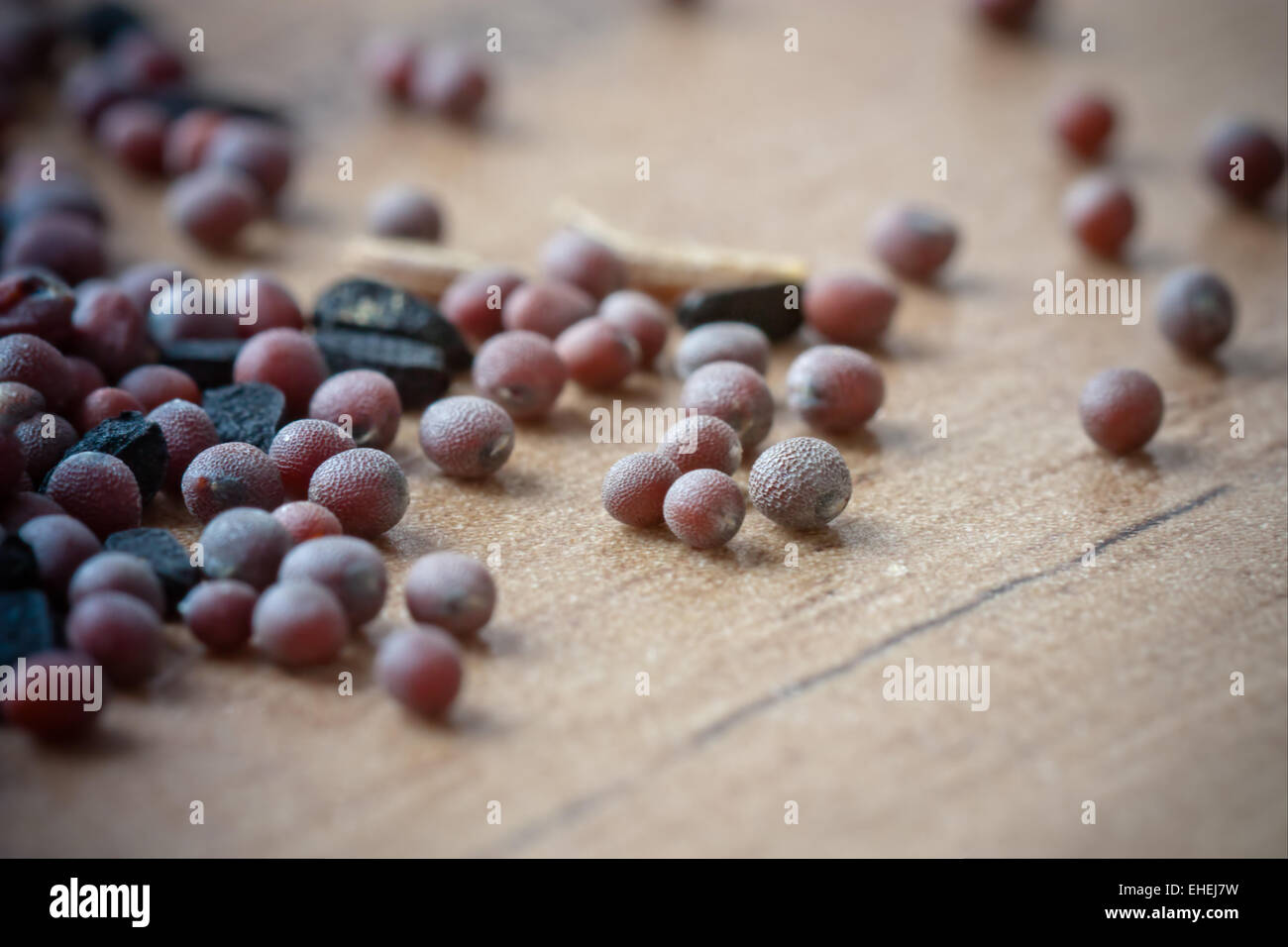 Semi di senape Foto Stock