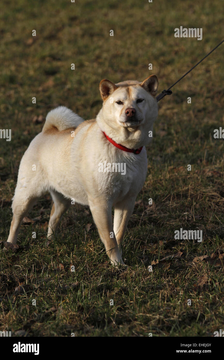 Akita-Inu-Mix Foto Stock