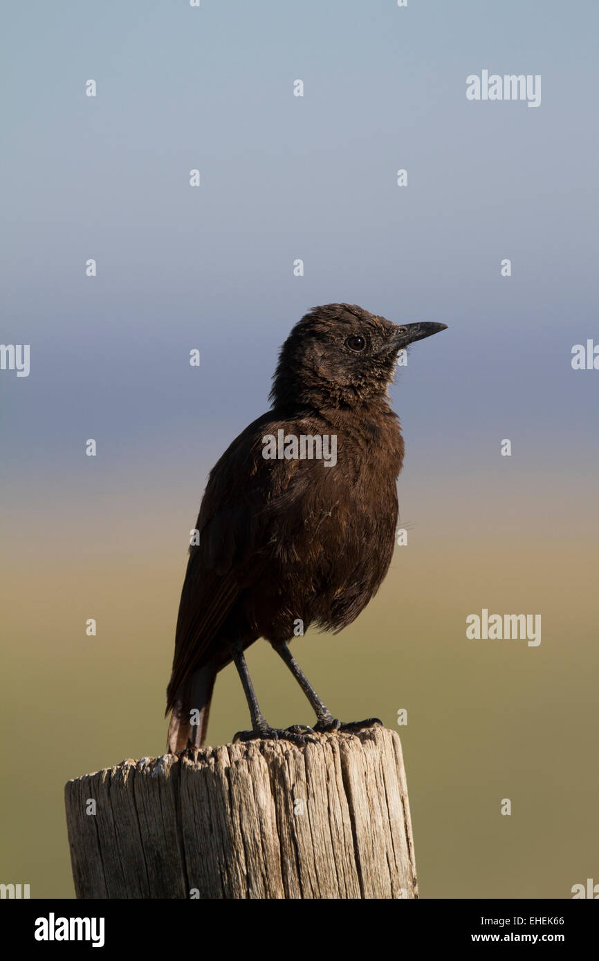 Ant-eating chat o anteater meridionale-chat (Myrmecocichla formicivora) Foto Stock