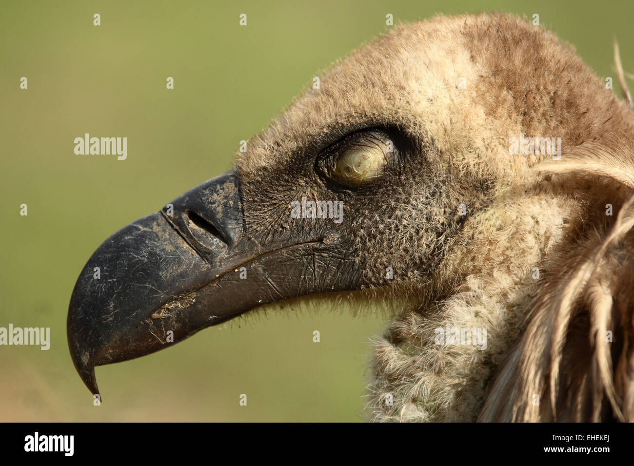 White-backed vulture (Gyps africanus) Foto Stock