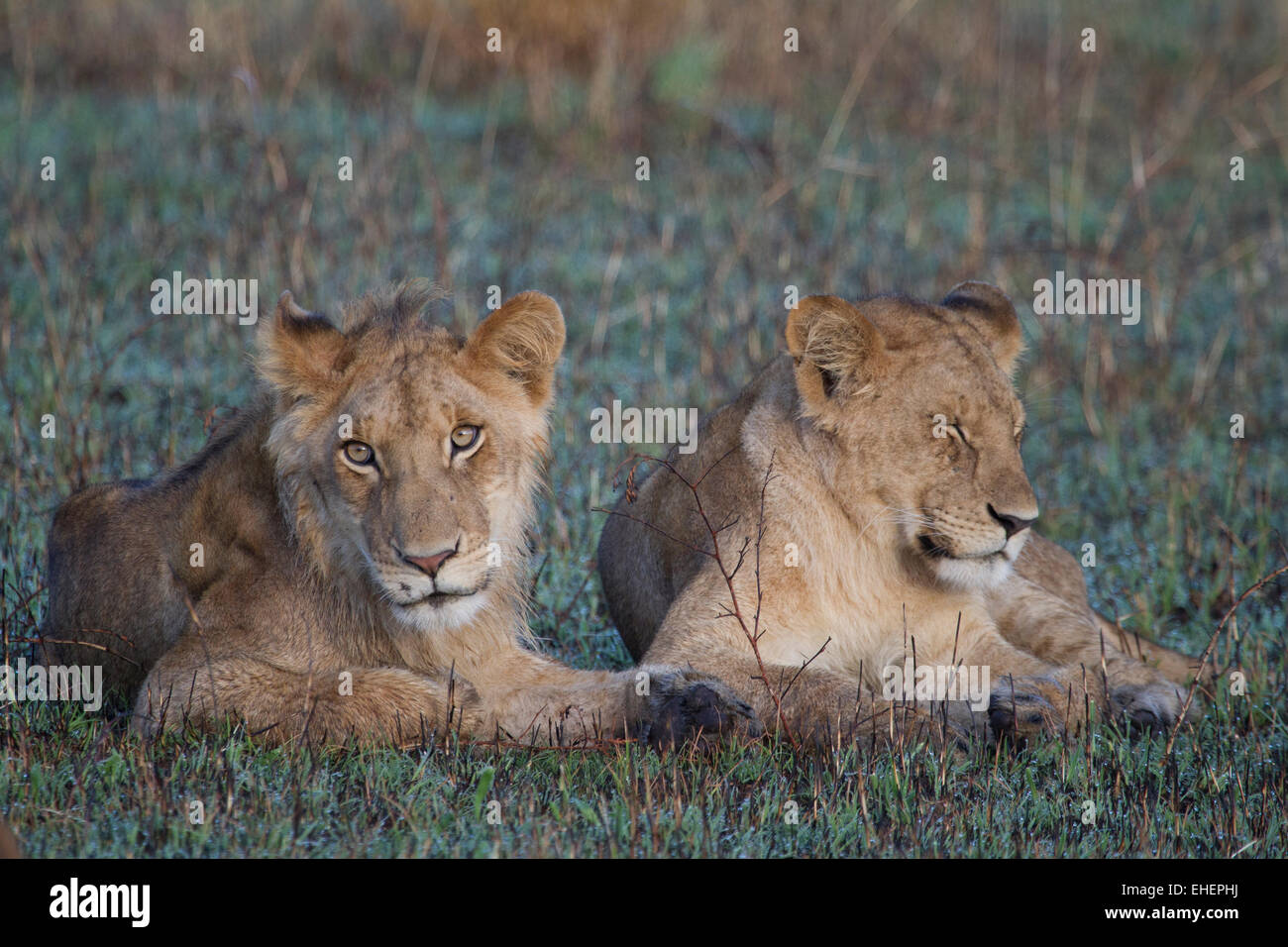 Due Cuccioli di Leone seduto insieme (Panthera Leo) Foto Stock