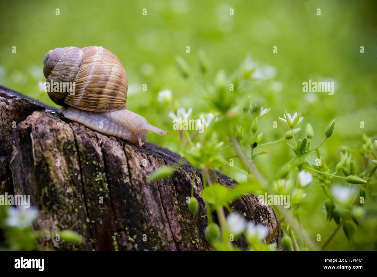 Snail seduto su un tronco di albero in una giornata di primavera Foto Stock