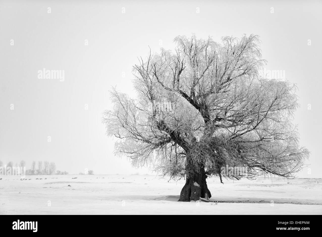 Albero Foto Stock