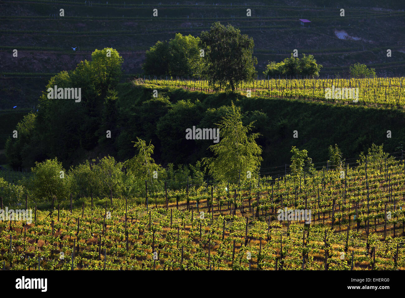 Vigneti terrazzati, Kaiserstuhl, Germania Foto Stock